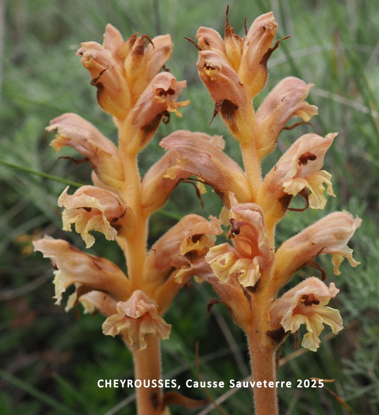 Broomrape, (of Teucriums)